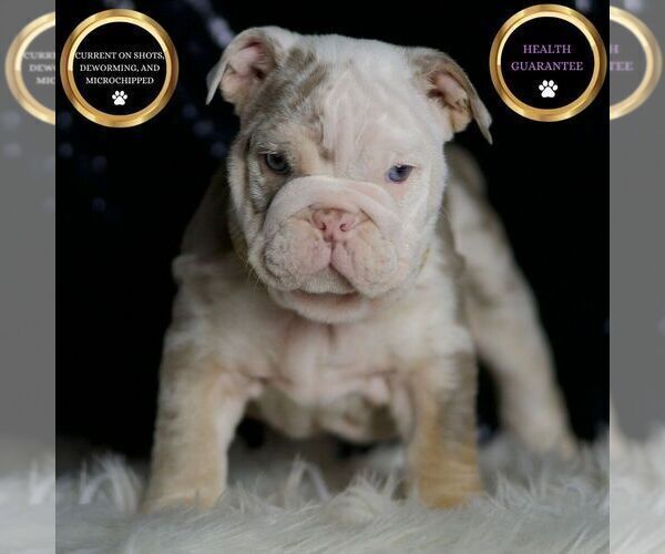 Medium Photo #16 English Bulldog Puppy For Sale in WARSAW, IN, USA