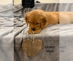 Small Photo #11 Golden Retriever Puppy For Sale in MOLINE, IL, USA