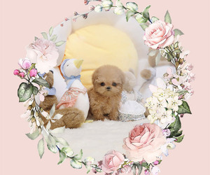 Poodle (Toy) Puppy for sale in Seoul, Seoul, Korea, South