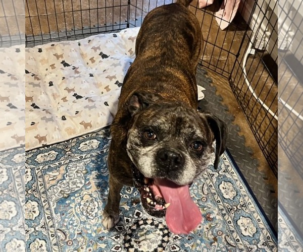 Medium Photo #1 Mutt Puppy For Sale in Dumont, NJ, USA