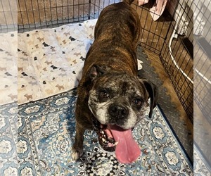 Mutt Dogs for adoption in Dumont, NJ, USA