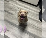 Small American Pit Bull Terrier-Chihuahua Mix