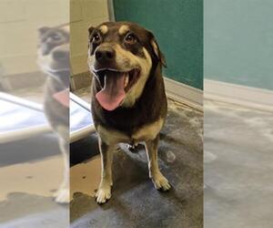 Siberian Husky-Unknown Mix Dogs for adoption in Texas City, TX, USA