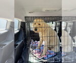 Small #8 Labradoodle