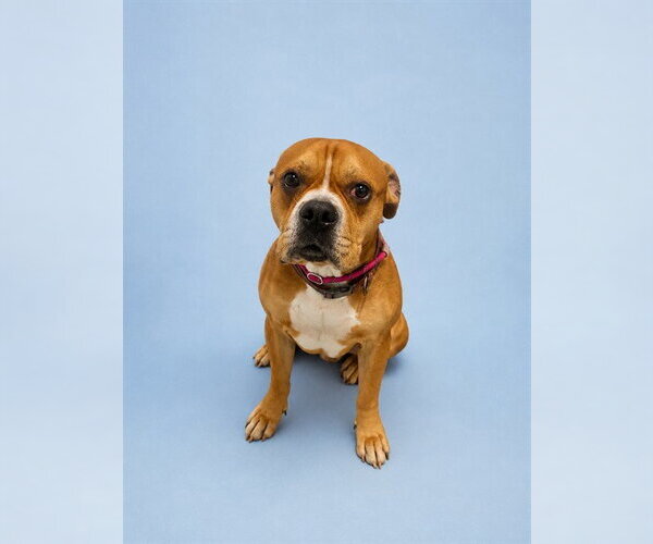 Medium Photo #1 Boxer-Unknown Mix Puppy For Sale in Westminster, MD, USA