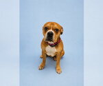 Small Boxer Mix