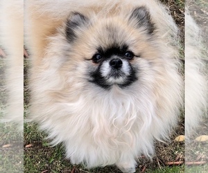 Mother of the Pomeranian puppies born on 09/02/2021