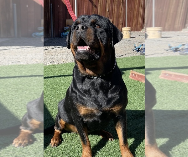 Medium Photo #20 Rottweiler Puppy For Sale in MIRA LOMA, CA, USA