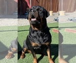 Small Photo #20 Rottweiler Puppy For Sale in MIRA LOMA, CA, USA