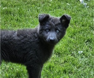 German Shepherd Dog Puppy for Sale in DORCHESTER, Wisconsin USA
