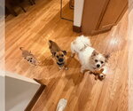 Small Photo #6 Chihuahua-Unknown Mix Puppy For Sale in Grafton, WI, USA