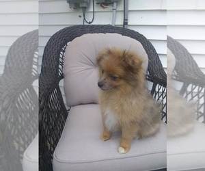 Pomeranian Puppy for sale in APPLETON, WI, USA