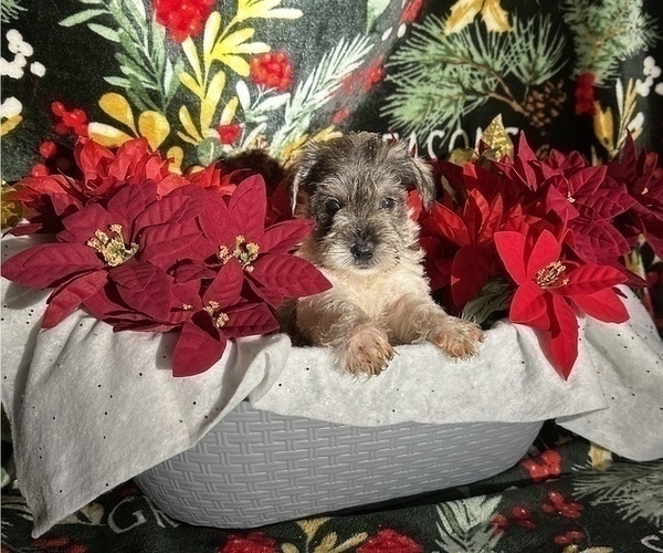 Medium Photo #4 Schnauzer (Miniature) Puppy For Sale in CANTON, NY, USA