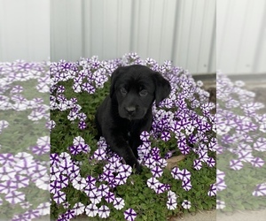 Bernese Mountain Dog-Labrador Retriever Mix Puppy for sale in SULLIVAN, IL, USA