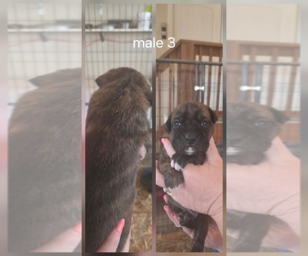 Medium Photo #3 Boxer Puppy For Sale in COXS CREEK, KY, USA