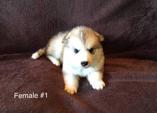 Alaskan Malamute Puppy for sale in HUGGINS, MO, USA