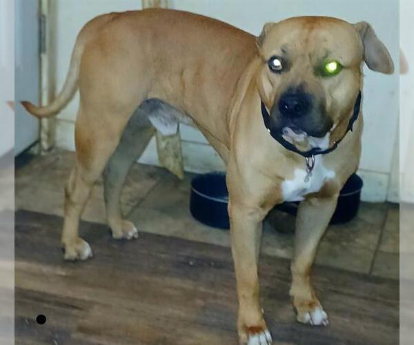 Medium Photo #1 American Staffordshire Terrier-Unknown Mix Puppy For Sale in San Antonio, TX, USA