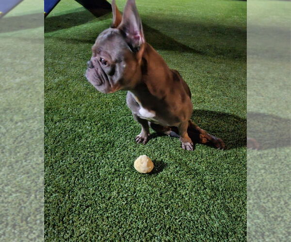 Medium Photo #3 French Bulldog Puppy For Sale in oakland, FL, USA