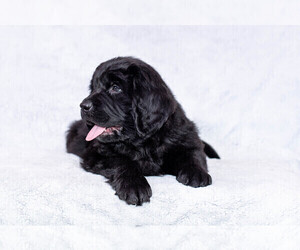 Newfoundland Puppy for Sale in ISANTI, Minnesota USA