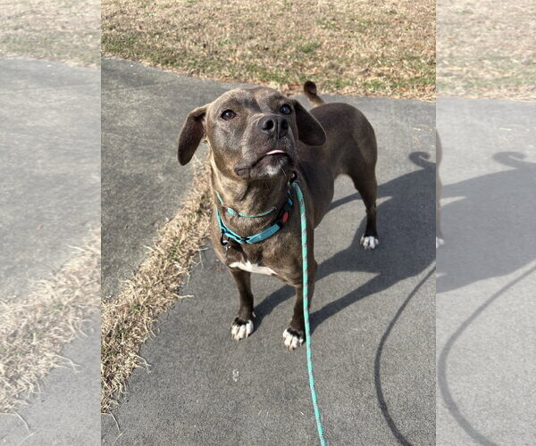 Medium Photo #9 American Pit Bull Terrier-Labrador Retriever Mix Puppy For Sale in Holly Springs, NC, USA