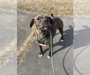 Millicent aka Millie - Female American Pit Bull Terrier-Labrador Retriever Mix Dog for Adoption - Photo #9