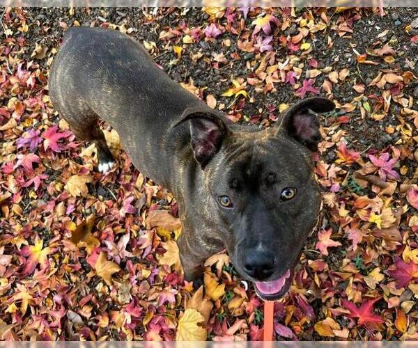 Medium Photo #1 Mutt Puppy For Sale in Martinez, CA, USA