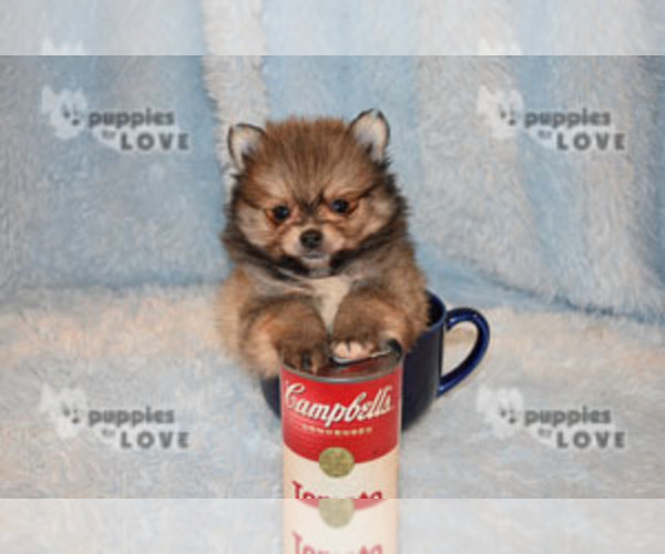 Medium Photo #16 Pomeranian Puppy For Sale in SANGER, TX, USA