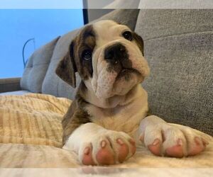 Bulldog Puppy for sale in CHULA VISTA, CA, USA