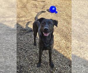 Labrador Retriever-Unknown Mix Dogs for adoption in London, Ontario, Canada
