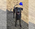 Small Labrador Retriever Mix