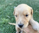 Small Photo #8 Goldendoodle Puppy For Sale in MODESTO, CA, USA