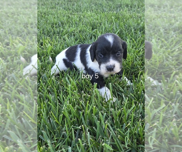 Medium Photo #3 Cocker Spaniel-English Springer Spaniel Mix Puppy For Sale in BAYLISS, CA, USA