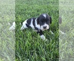 Small #2 Cocker Spaniel-English Springer Spaniel Mix