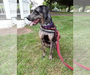 Bjork - Female Catahoula Leopard Dog Dog for Adoption - Photo #4