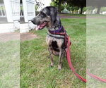 Small #3 Catahoula Leopard Dog