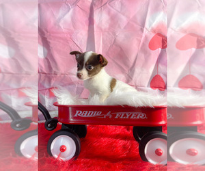 Chiranian Puppy for sale in KINSTON, NC, USA