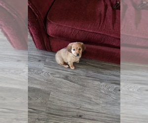 Chiweenie Puppy for sale in CO SPGS, CO, USA