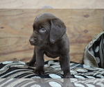 Small #2 Labrador Retriever
