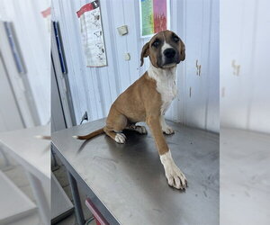 Mutt Dogs for adoption in Bakersfield, CA, USA