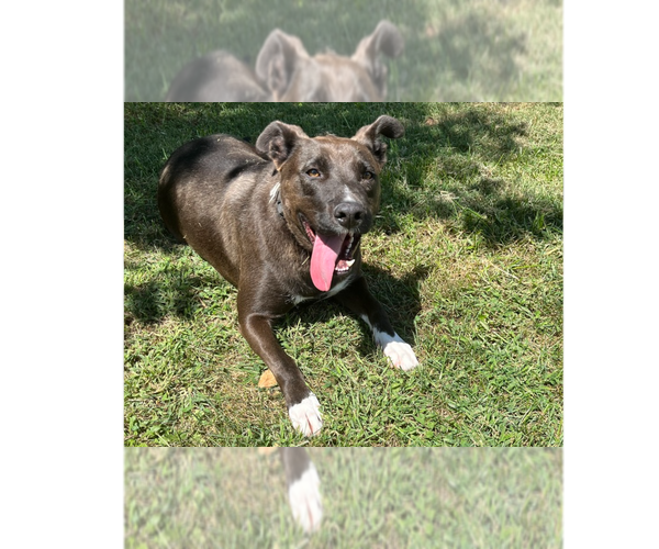 Medium Photo #1 Labrador Retriever-Unknown Mix Puppy For Sale in Osgood, IN, USA