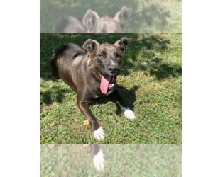Labrador Retriever-Unknown Mix Dogs for adoption in Osgood, IN, USA