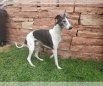 Small Photo #8 Whippet Puppy For Sale in PARKER, CO, USA
