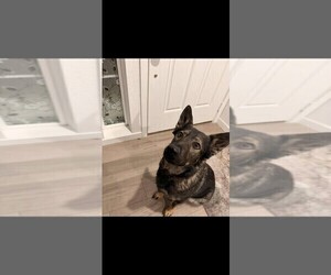 Mother of the German Shepherd Dog puppies born on 11/04/2025