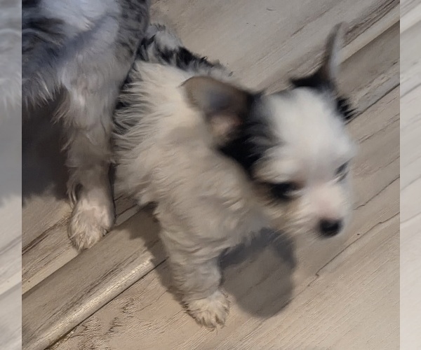 Medium Photo #7 Biewer Yorkie Puppy For Sale in MILWAUKIE, OR, USA