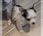 Small #6 Biewer Yorkie
