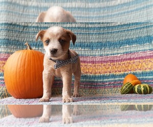 Australian Cattle Dog Puppy for sale in LANCASTER, PA, USA