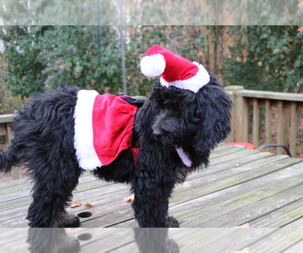 Medium Photo #1 Bernedoodle Puppy For Sale in BROADWAY, NC, USA