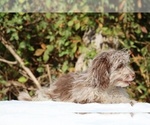 Small #16 ShihPoo