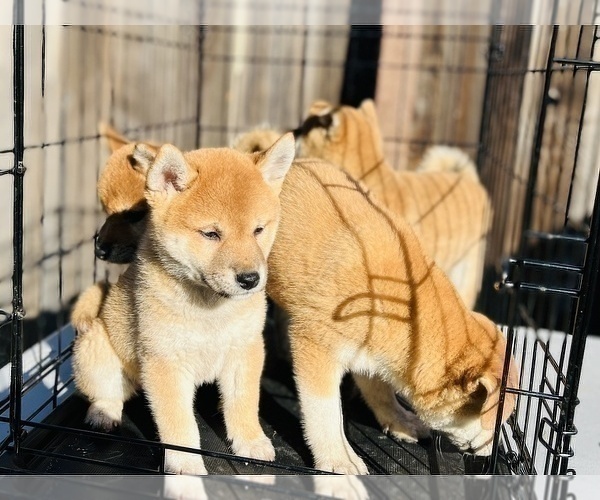 Medium Photo #9 Shiba Inu Puppy For Sale in FREMONT, CA, USA