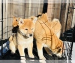 Small Photo #9 Shiba Inu Puppy For Sale in FREMONT, CA, USA
